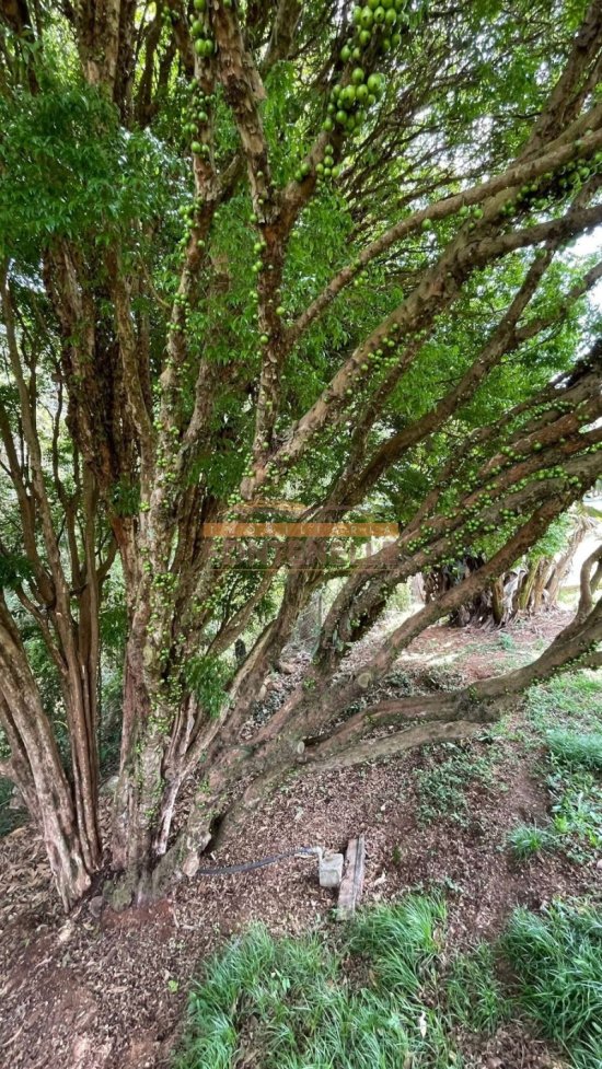 chacara-venda-toledo-mg-1083638