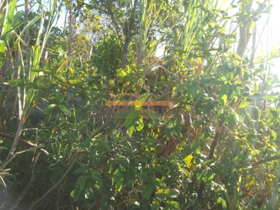 chacara-venda-munhoz-mg-1029276